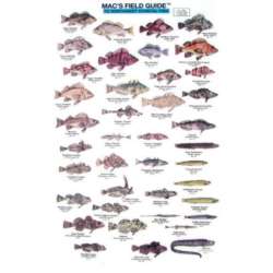 NW COASTAL FISH LAMINATED CARD