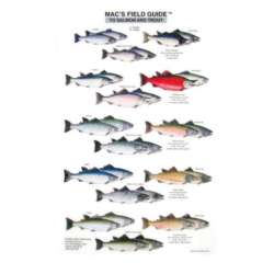SALMON / TROUT LAMINATED CARD