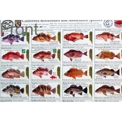 CA ROCKFISH UNLAM POSTER D(D)