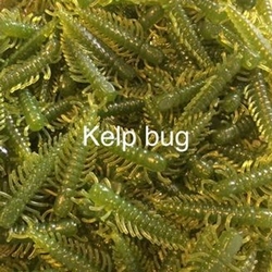 HELLIGRAMMITE KELP 2" (8/PK)