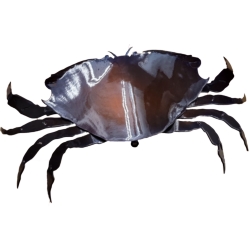 CRAB SOLID OVER 10"