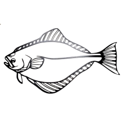 HALIBUT BLACK 22"