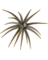 POWERBAIT 'MOEBA 4.5" GRN PMPKIN