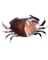 CRAB DUNGENESS 3D 10"x14"