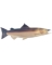 SALMON 32"