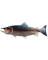 SALMON 12"