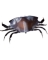 CRAB SOLID OVER 10"