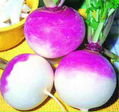 Purple Top Turnip Seed - 5 LB
