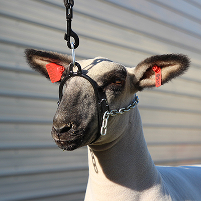 Lamb Breaking Halter