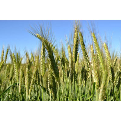 Triticale Pasture Seed - 50 LB