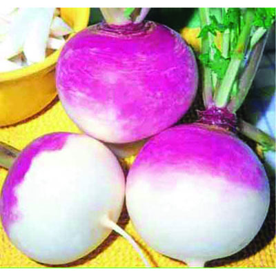 Purple Top Turnip Seed - 5 LB