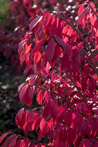 Euonymus, Dwarf Winged #5 Container
