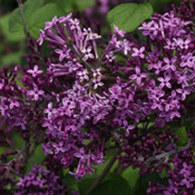 Lilac, Bloomerang® Dark Purple #5 Container