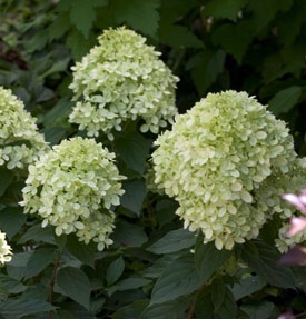 Hydrangea, Little Lime #10 Container