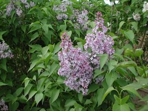 Lilac, Common Purple #5 Container