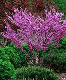 Redbud, Northern Clump #10 Container