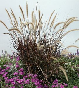 Gr. Pennisetum Graceful Grasses Purple Fountain 9" Container