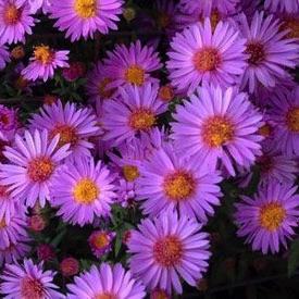 Aster, Wood's Purple #1 Container