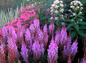 Astilbe, Purple Candles #1 Container