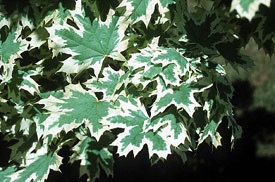 Maple, Variegated Norway #10 Container