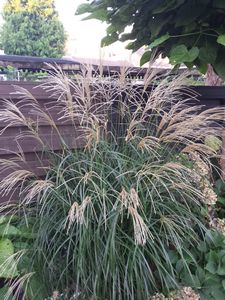 Grass, Miscanthus Silver Feather #1 Container