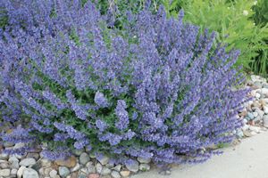 Nepeta, Walker's Low #1 Container