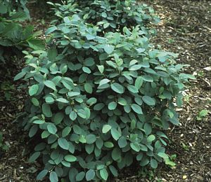Fothergilla, Mount Airy #3 Container
