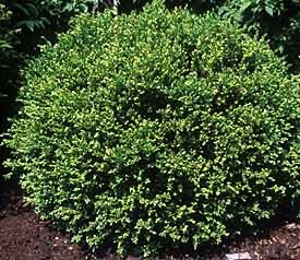 Boxwood, Chicagoland Green #3 Container