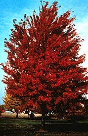Maple, Autumn Blaze #25 Container