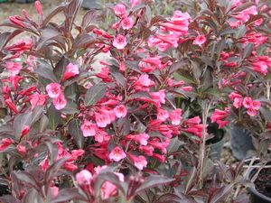 Weigela, Wine and Roses #2 Container