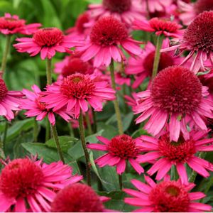 Echinacea, Delicious Candy #1 Container
