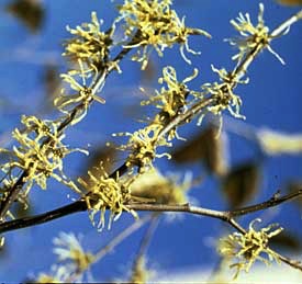 Witchhazel, Common #5 Container