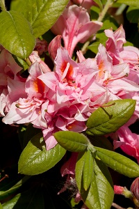 Azalea, Electric Lights Double Pink #2 Container