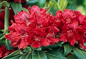 Rhododendron, Henry's Red #5 Container