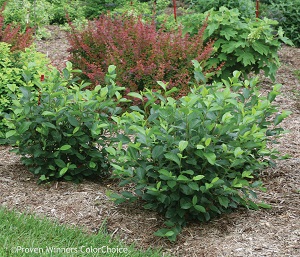 Chokeberry, Low Scape® Mound #2 Container