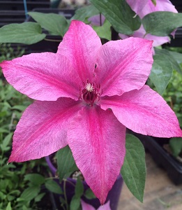 Clematis, Rosalie™ #1 Container
