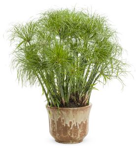 Gr. Cyperus Graceful Grasses Prince Tut 6" Container