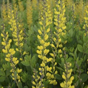 Baptisia, American Goldfinch #1 Container