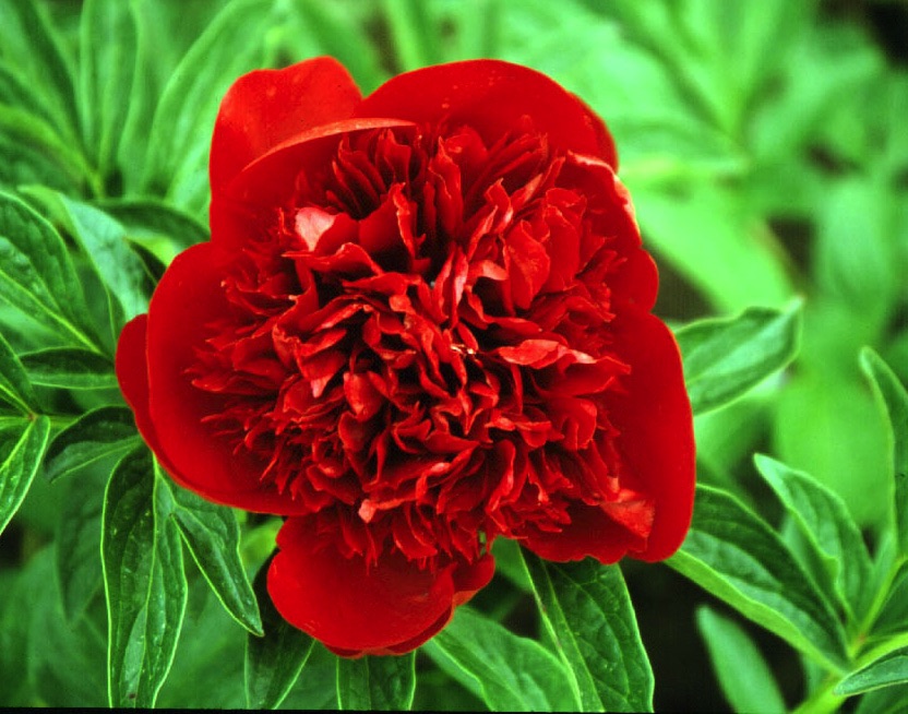 Paeonia, Red Charm #2 Container