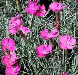Dianthus, Firewitch #1 Container