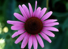 Echinacea, Ruby Star #1 Container