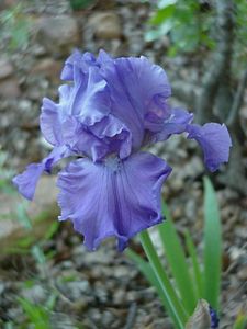 Iris, Tall Bearded Breakers #1 Container
