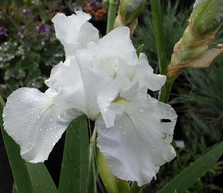 Iris, Tall Bearded Immortality #1 Container