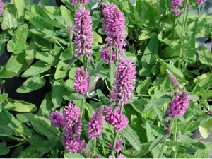 Stachys, Hummelo #1 Container