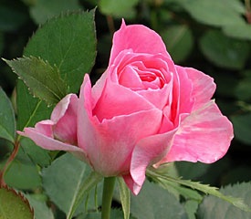Rose, Carefree Beauty
