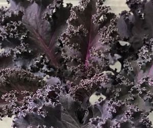 Kale, Scarlet Bor 6" Container