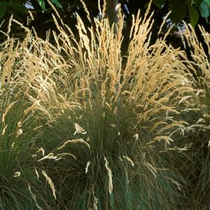 Grass, Festuca Eilers Beauty™ #1 Container