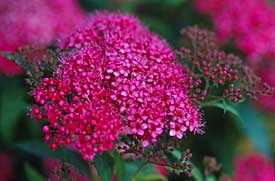 Spirea, Anthony Waterer #2 Container