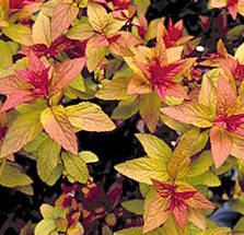 Spirea, Goldflame #2 Container