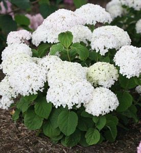 Hydrangea, Invincible Wee White ® #2 Container